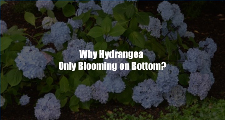 8 Causes of Hydrangea Only Blooming on Bottom