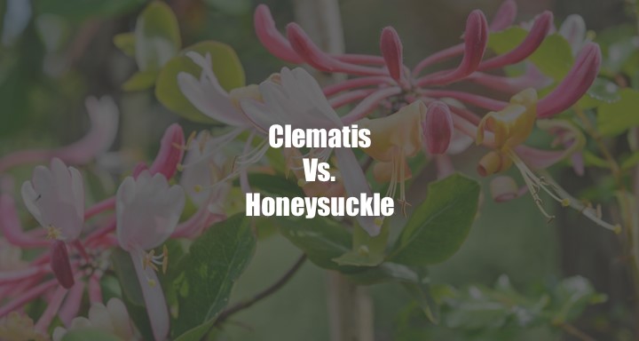 Clematis Or Honeysuckle