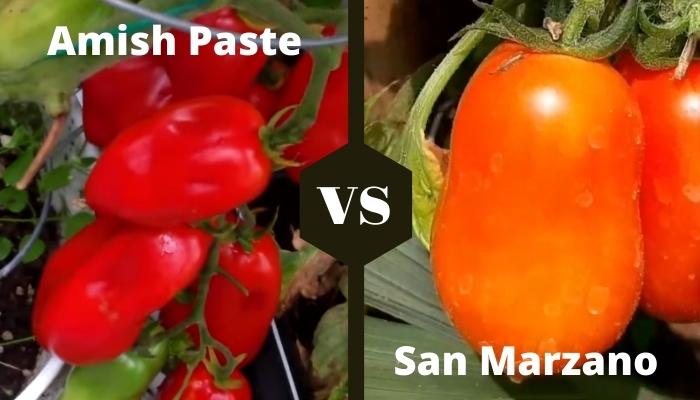 Amish Paste Vs San Marzano Tomato