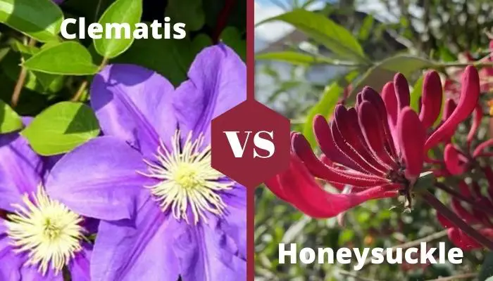 Honeysuckle Vs Clematis