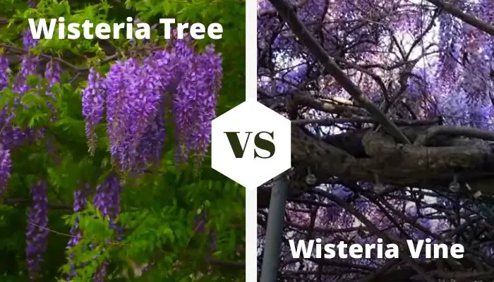 Wisteria Tree Vs. Vine