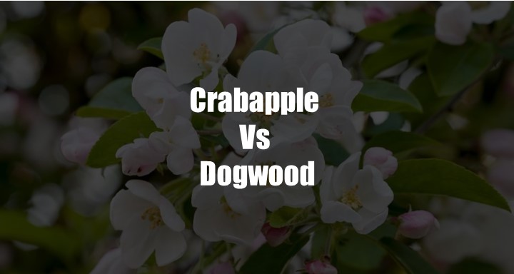 Crabapple Vs Dogwood