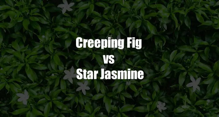 Creeping Fig vs Star Jasmine