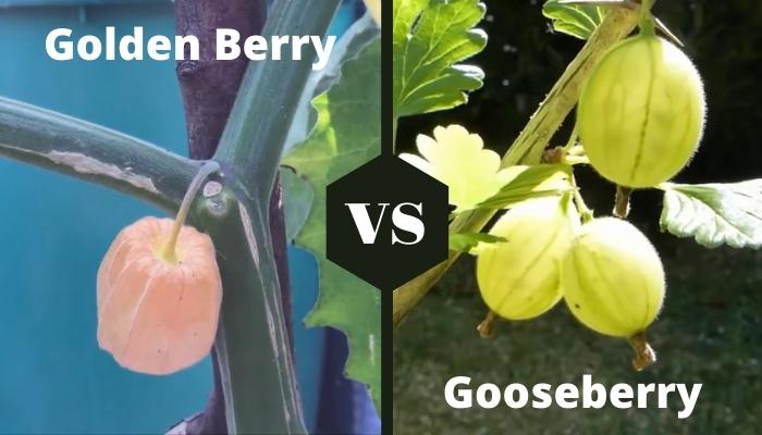 Golden Berry Vs Gooseberry