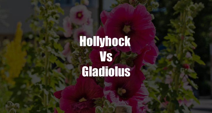 Hollyhock Vs Gladiolus