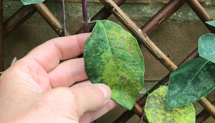 Powdery mildew on honeysuckle leaves