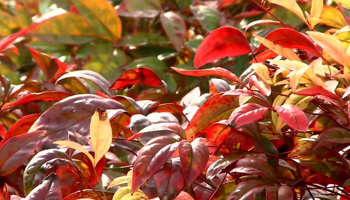 Red Tip Photinia Leaves