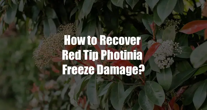 How to Recover Your Red Tip Photinia from Freeze Damage