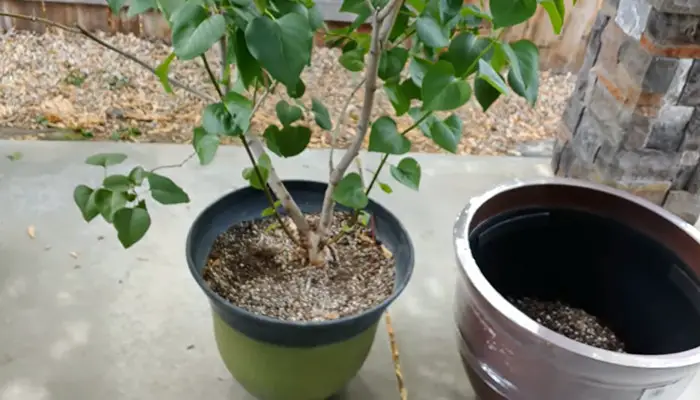 Lilac Tree in pot