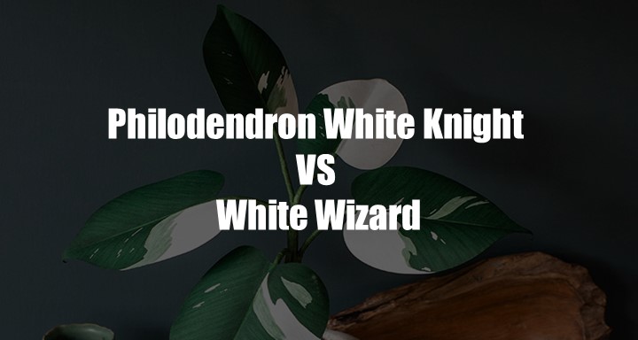 Philodendron White Knight VS White Wizard