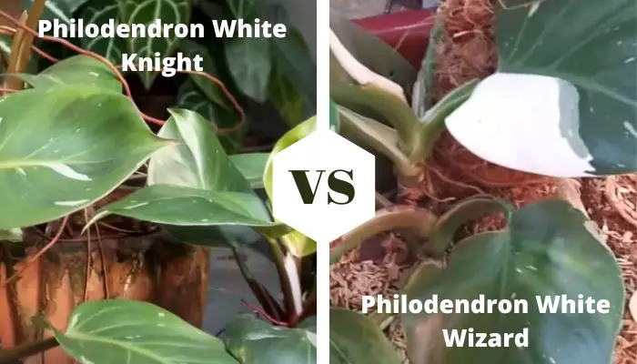 Philodendron White Knight VS White Wizard