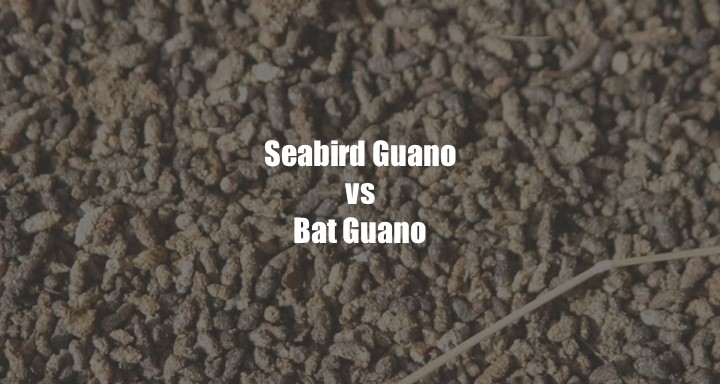 Seabird Guano vs Bat Guano