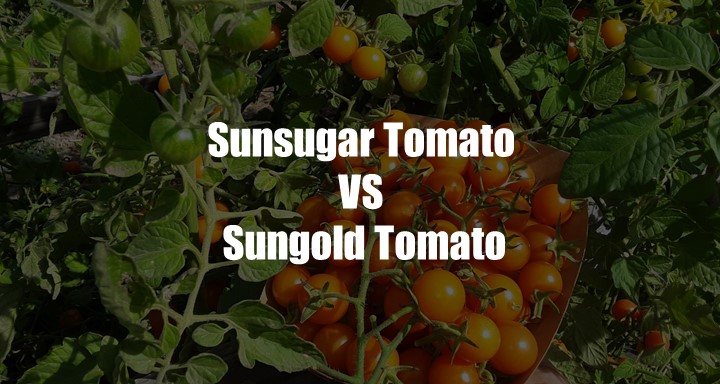 Sunsugar VS Sungold Tomato