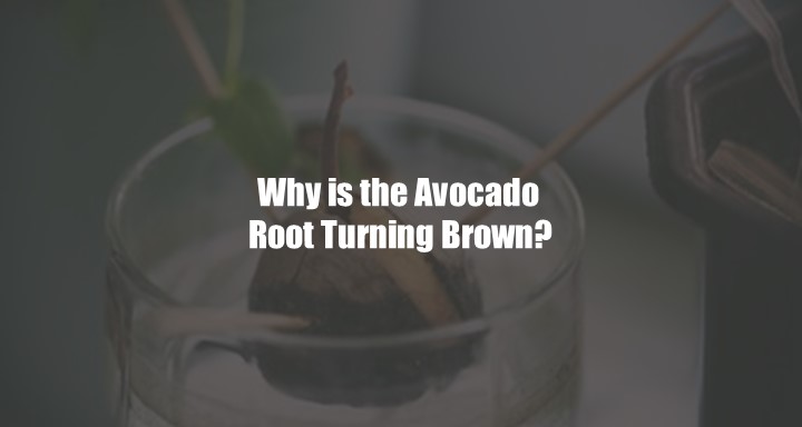 Why is the Avocado Root Turning Brown