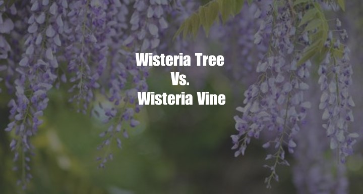 Wisteria Tree Vs. Vine