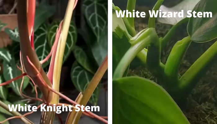 stem color difference between Philodendron White Knight and White Wizard