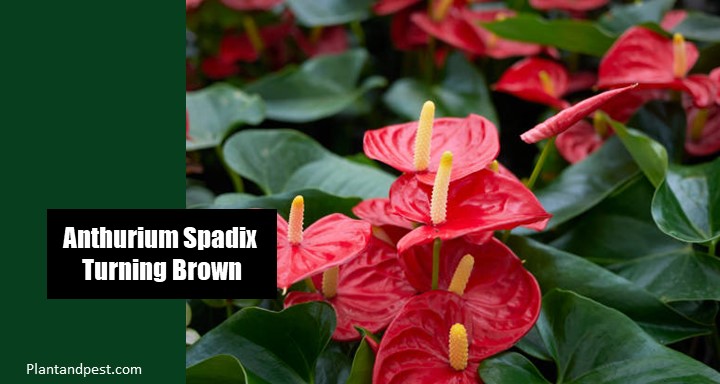 Anthurium Spadix Turning Brown