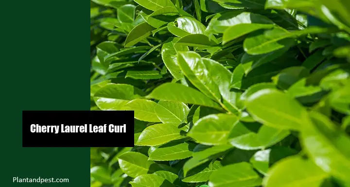 Cherry Laurel Leaf Curl