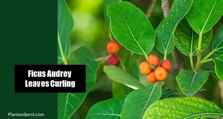Ficus Audrey leaves Curling