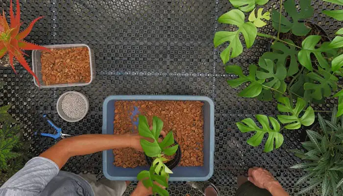 Planting Rhaphidophora Tetrasperma