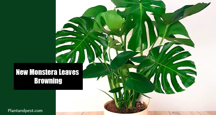 New Monstera Leaves Browning