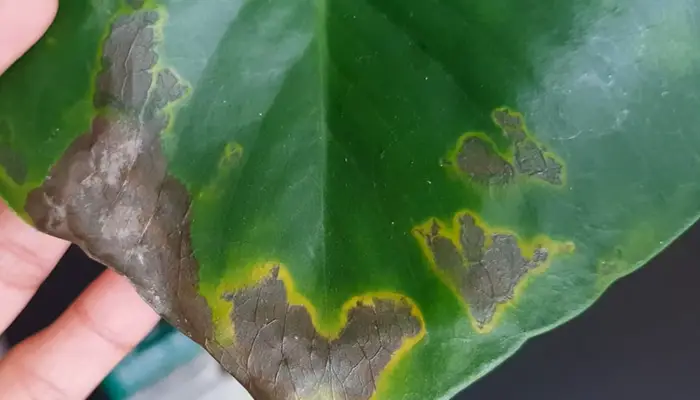 Browning problem of Monstera Leaves