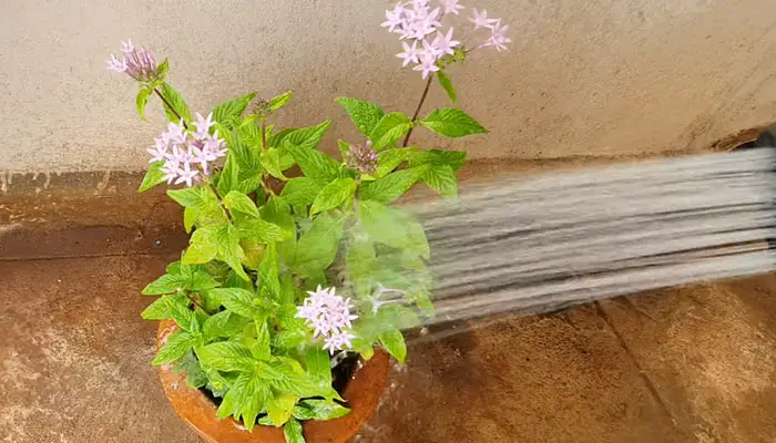 watering on pentas