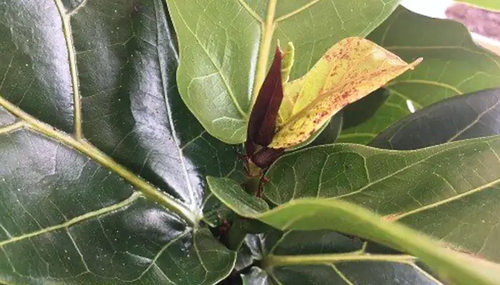 Red Spots on Fiddle Leaf Fig
