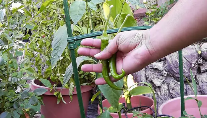 green Cayenne Peppers