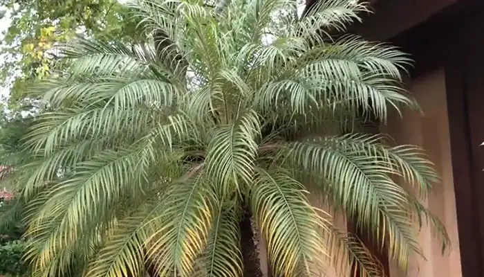 healthy Pygmy Date Palm Tree