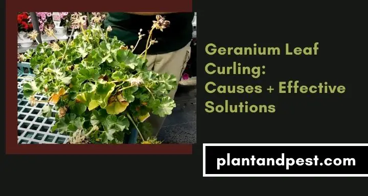Geranium Leaf Curling