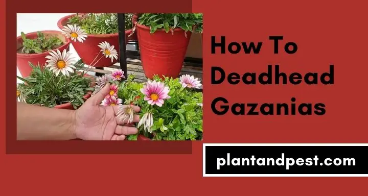 How To Deadhead Gazanias