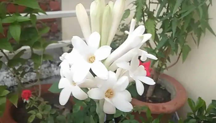 How to grow and care Tuberose