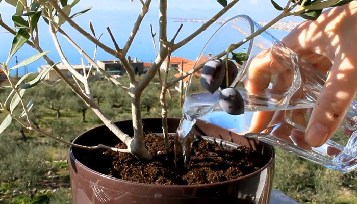 Watering Olive Tree in Pot