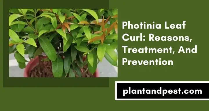 Photinia Leaf Curl