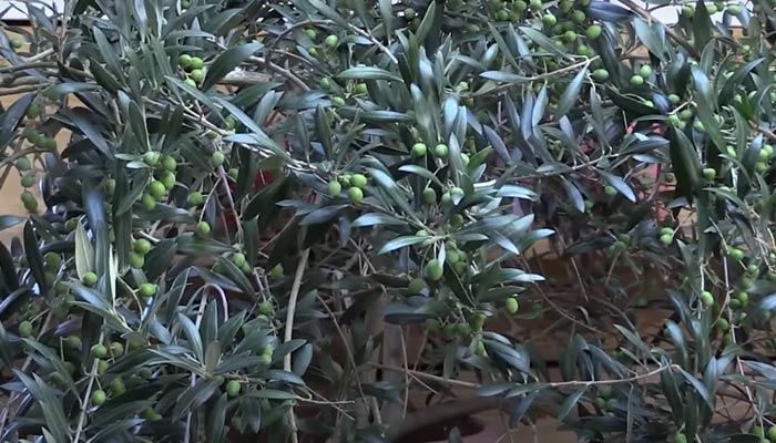 Olive Tree Leaves Problems Fixing
