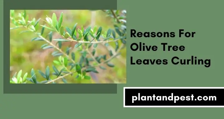 Olive Tree Leaves Curling