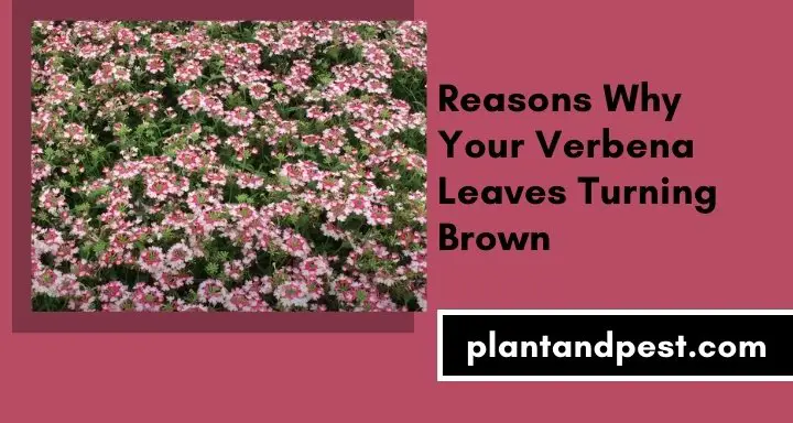 Verbena Leaves Turning Brown