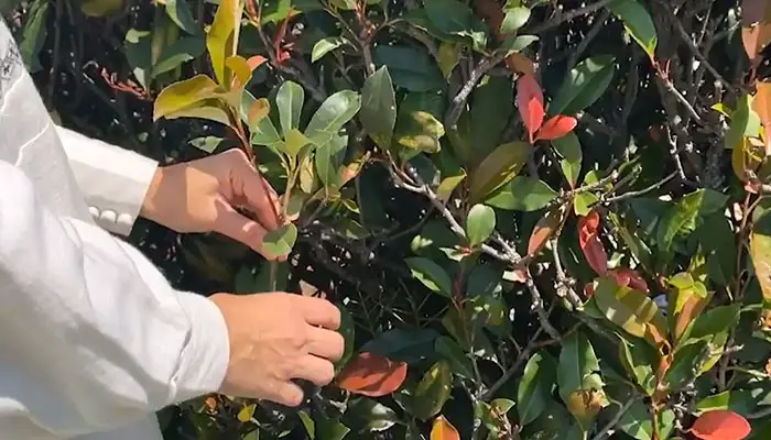 Photinia Red Robin leaf problem