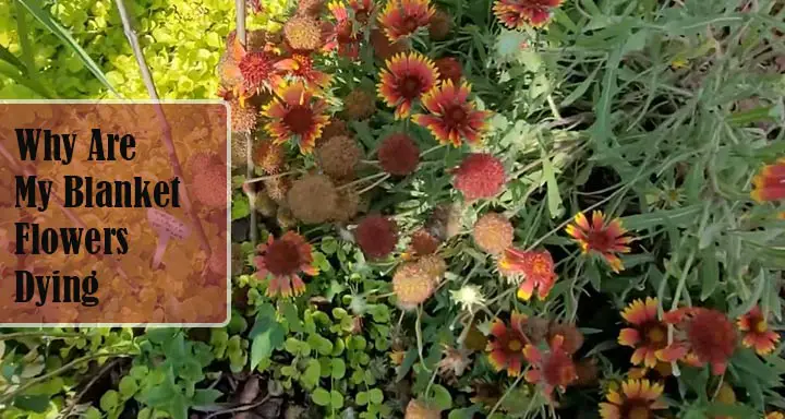 Blanket Flowers Dying Solution