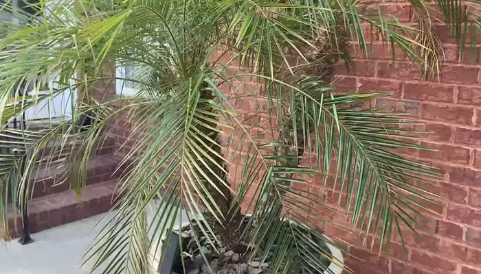 Dying Pygmy Date Palm