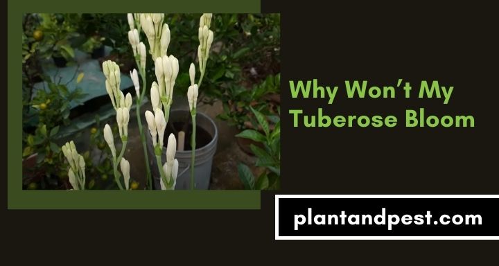 Why Won’t My Tuberose Bloom