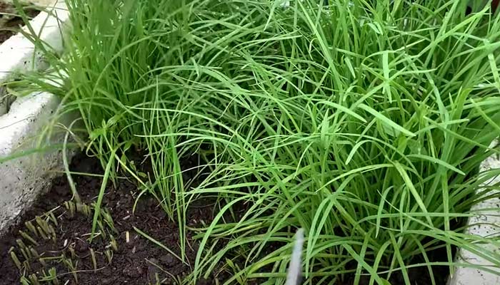 Chives plants flowering problem fixing