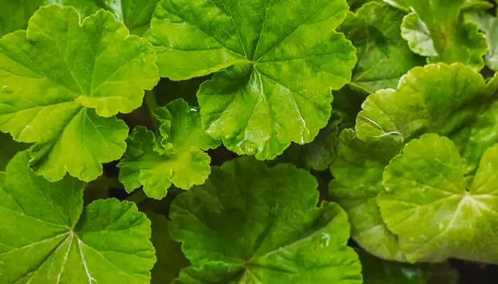 curling leaves of Geranium