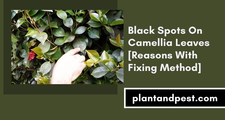 Black Spots On Camellia Leaves