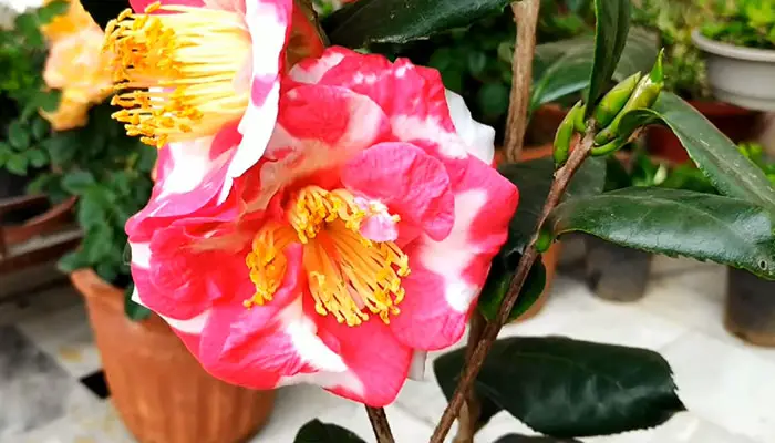 Camellia plant summer care