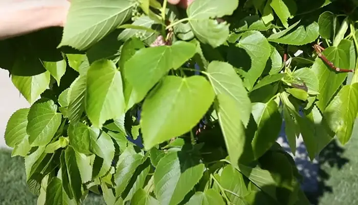  Linden Trees Leaves