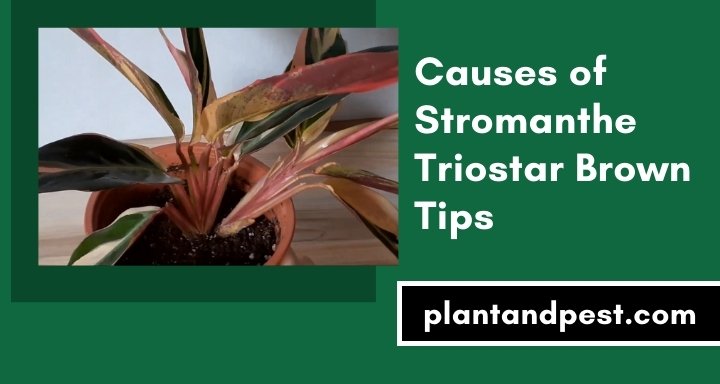Stromanthe Triostar Brown Tips