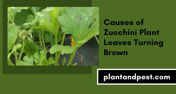Zucchini Plant Leaves Turning Brown