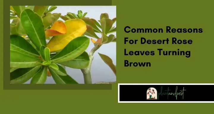 Common Reasons For Desert Rose Leaves Turning Brown